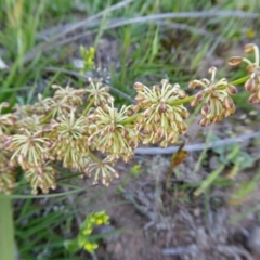 Lomandra multiflora at Yass River, NSW - 15 Oct 2020