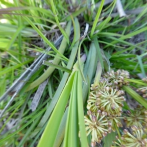 Lomandra multiflora at Yass River, NSW - 15 Oct 2020