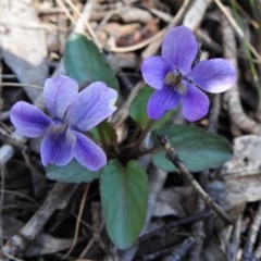 Viola betonicifolia (Mountain Violet) at Lower Cotter Catchment - 15 Oct 2020 by JohnBundock