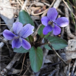 Viola betonicifolia at Cotter River, ACT - 15 Oct 2020