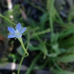 Wahlenbergia stricta subsp. stricta (Tall Bluebell) at Little Taylor Grasslands - 11 Oct 2020 by RosemaryRoth