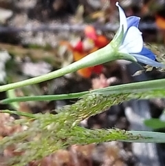 Wahlenbergia stricta subsp. stricta at Kambah, ACT - 11 Oct 2020