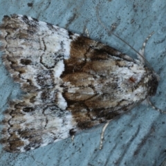 Alophosoma emmelopis (Bicoloured Crest) at Lilli Pilli, NSW - 7 Oct 2020 by jb2602