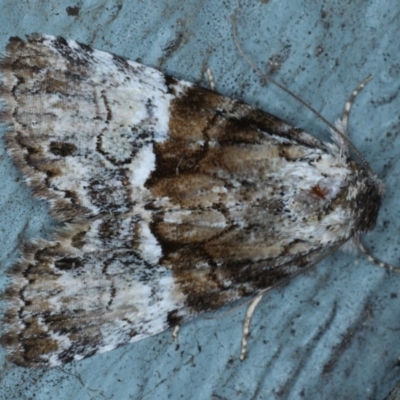 Alophosoma emmelopis (Bicoloured Crest) at Lilli Pilli, NSW - 7 Oct 2020 by jb2602