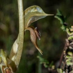 Oligochaetochilus aciculiformis at Theodore, ACT - suppressed