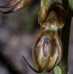 Oligochaetochilus hamatus (Southern Hooked Rustyhood) at Royalla, NSW - 15 Oct 2020 by dan.clark