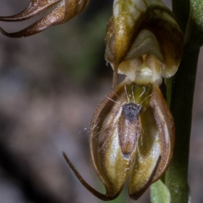 Oligochaetochilus hamatus (Southern Hooked Rustyhood) at Royalla, NSW - 15 Oct 2020 by dan.clark