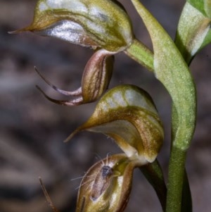 Oligochaetochilus hamatus at Royalla, NSW - 15 Oct 2020