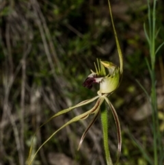 Caladenia atrovespa (Green-comb Spider Orchid) at Royalla, NSW - 15 Oct 2020 by dan.clark