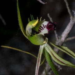 Caladenia atrovespa at Royalla, NSW - suppressed