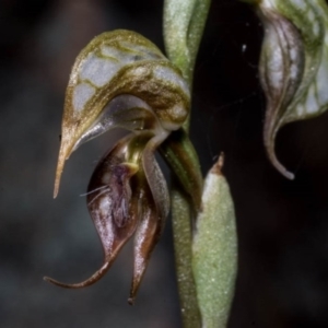 Oligochaetochilus hamatus at Chisholm, ACT - 15 Oct 2020