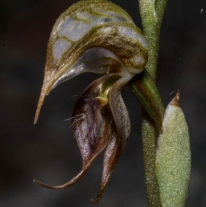 Oligochaetochilus hamatus at Chisholm, ACT - 15 Oct 2020