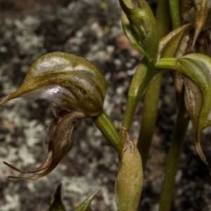 Oligochaetochilus hamatus at Chisholm, ACT - 15 Oct 2020