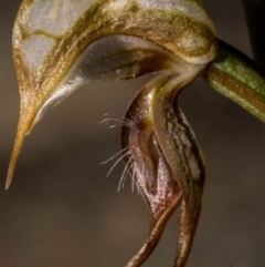 Oligochaetochilus hamatus at Chisholm, ACT - 15 Oct 2020