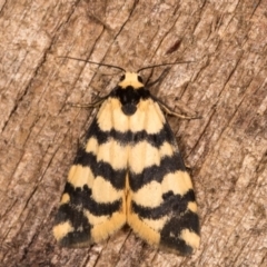 Thallarcha trissomochla (Yellow Crossed Footman) at Melba, ACT - 12 Oct 2020 by kasiaaus