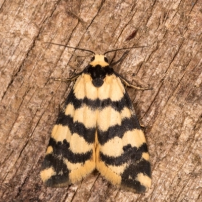 Thallarcha trissomochla (Yellow Crossed Footman) at Melba, ACT - 12 Oct 2020 by kasiaaus