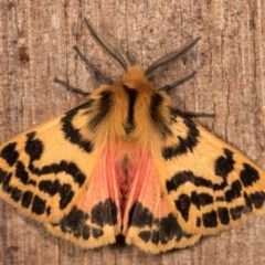 Spilosoma curvata (Crimson Tiger Moth) at Melba, ACT - 13 Oct 2020 by kasiaaus