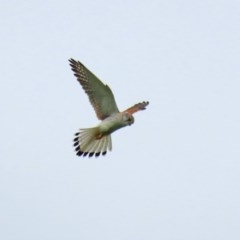 Falco cenchroides (Nankeen Kestrel) at Gordon, ACT - 14 Oct 2020 by RodDeb