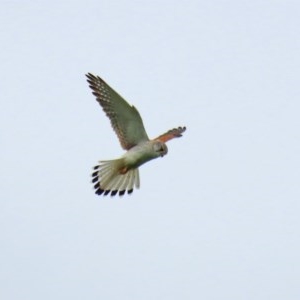 Falco cenchroides at Gordon, ACT - 14 Oct 2020