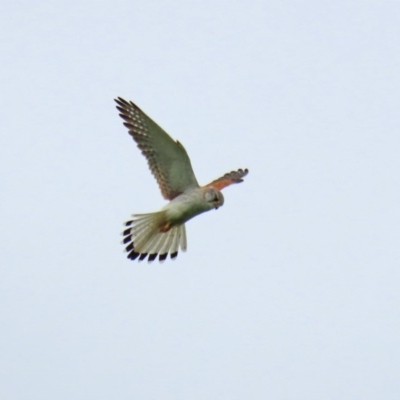 Falco cenchroides (Nankeen Kestrel) at Gordon, ACT - 14 Oct 2020 by RodDeb