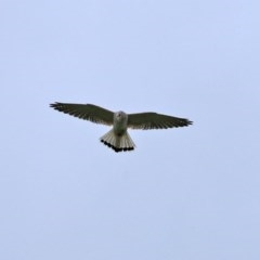 Falco cenchroides at Gordon, ACT - 14 Oct 2020 03:21 PM