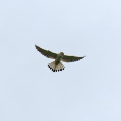 Falco cenchroides at Gordon, ACT - 14 Oct 2020