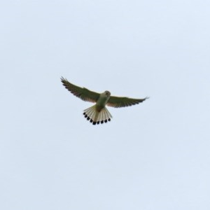 Falco cenchroides at Gordon, ACT - 14 Oct 2020 03:21 PM