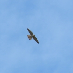 Falco cenchroides at Gordon, ACT - 14 Oct 2020