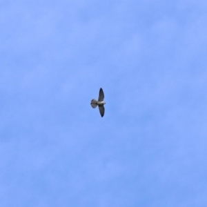 Falco cenchroides at Gordon, ACT - 14 Oct 2020