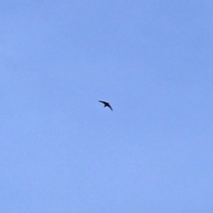 Hirundapus caudacutus (White-throated Needletail) at Gordon, ACT - 14 Oct 2020 by RodDeb