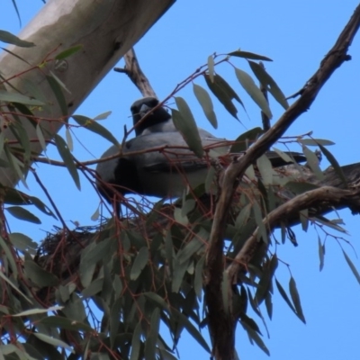 Coracina novaehollandiae (Black-faced Cuckooshrike) at Tennent, ACT - 14 Oct 2020 by RodDeb