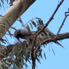 Coracina novaehollandiae at Tennent, ACT - 14 Oct 2020