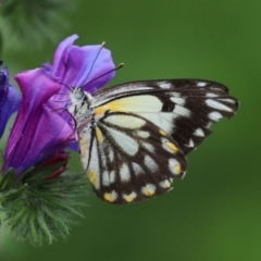 Belenois java (Caper White) at Namadgi National Park - 14 Oct 2020 by RodDeb