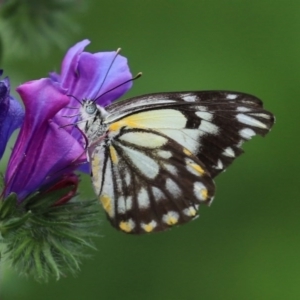 Belenois java at Paddys River, ACT - 14 Oct 2020