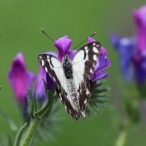 Belenois java at Paddys River, ACT - 14 Oct 2020