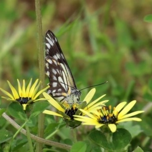 Belenois java at Paddys River, ACT - 14 Oct 2020