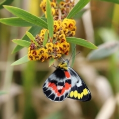 Delias harpalyce (Imperial Jezebel) at Namadgi National Park - 14 Oct 2020 by RodDeb