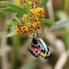 Delias harpalyce at Paddys River, ACT - 14 Oct 2020 12:20 PM