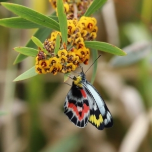 Delias harpalyce at Paddys River, ACT - 14 Oct 2020 12:20 PM