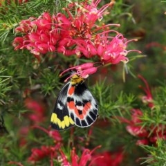 Delias harpalyce at Paddys River, ACT - 14 Oct 2020 12:20 PM