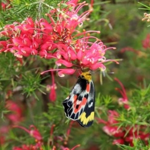 Delias harpalyce at Paddys River, ACT - 14 Oct 2020