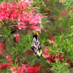 Delias harpalyce at Paddys River, ACT - 14 Oct 2020 12:20 PM