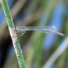 Ischnura aurora at Paddys River, ACT - 14 Oct 2020