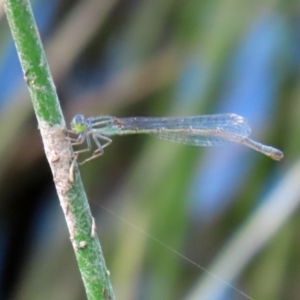 Ischnura aurora at Paddys River, ACT - 14 Oct 2020