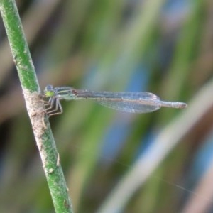 Ischnura aurora at Paddys River, ACT - 14 Oct 2020