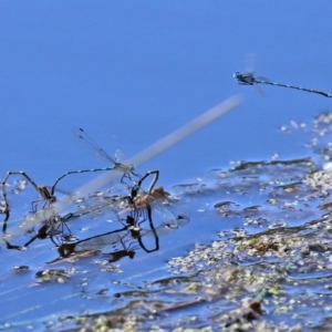 Austrolestes leda at Paddys River, ACT - 14 Oct 2020