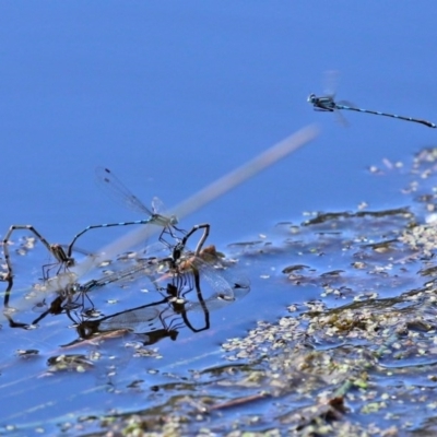 Austrolestes leda (Wandering Ringtail) at Paddys River, ACT - 14 Oct 2020 by RodDeb