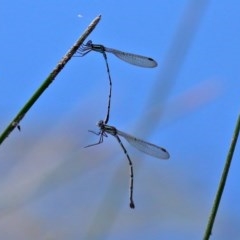 Austrolestes leda at Paddys River, ACT - 14 Oct 2020 02:46 PM