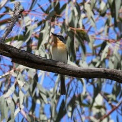 Myiagra rubecula (Leaden Flycatcher) at Tennent, ACT - 14 Oct 2020 by RodDeb