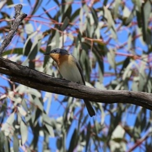 Myiagra rubecula at Tennent, ACT - 14 Oct 2020